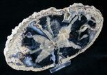 Blue Forest Petrified Wood Slice - x #12642-1